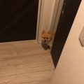 「先に寝るよ～」言…