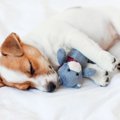 犬が『ぬいぐるみ』…