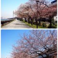 犬と楽しめるお花見…