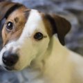犬がウンチで遊んで…