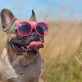 犬に絶対NGな『やり…