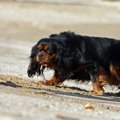 犬が頭を下げながら…