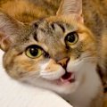 猫のことが大好きす…