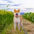 柴犬の寿命はどのくらい？平均年齢から長生きの秘訣まで