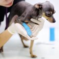 犬が捻挫したかも？…