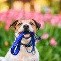 犬の散歩は『ダブル…