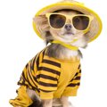 子犬に洋服を着せて…