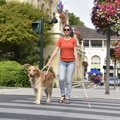 街で盲導犬を見かけ…