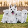 犬は何歳から「成犬…