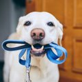 犬が『散歩に行きた…