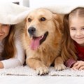 あなたはどちら？犬…