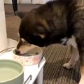 飼い主が亡くなり『2…