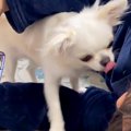 『犬ハラスメント』…
