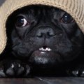 犬に絶対してはいけ…