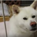 突然の地震、飼い主…