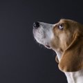 犬と人の脳はどう違…