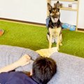 大型犬に『散歩に行…