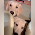 ２匹の大型犬を保護→…