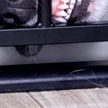 なにげなく『犬の寝…