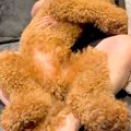 お父さんに甘える大…