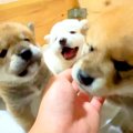 赤ちゃん犬たちの前…