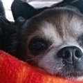 どんな保護犬もピカ…