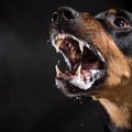 犬の性格が凶暴にな…