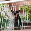 気付いてる？犬が『…