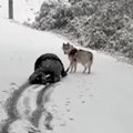 犬と飼い主が『初雪…