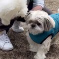 ドッグランに立ち寄…