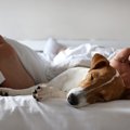 犬と一緒に寝ると運…