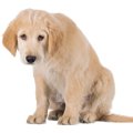 『傷つきやすい犬』…