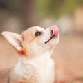犬が『舌なめずり』…