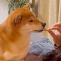女の子が『すっぱい…