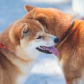 犬を多頭飼いするの…