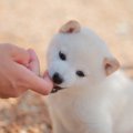 犬の『噛み癖』を直…