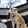 秋田犬の性格や特徴、価格から飼い方まで