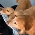 勝つのはどちら？ワ…