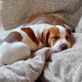 犬が『いびき』をか…