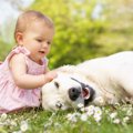 【実体験あり】愛犬…