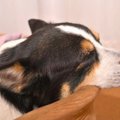犬が『気分が悪い』…