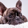 ヨーロッパ原産の犬…