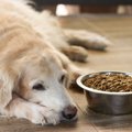 犬の健康と食事の関…