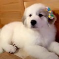 超大型犬の赤ちゃん…