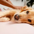 犬の『ボディーコン…