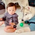 『赤ちゃんと大型犬…