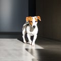 犬が飼い主を付け回…