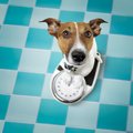 犬が急に痩せる原因…