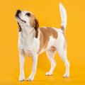 犬が『しっぽをブン…