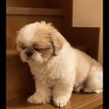 なんで上っちゃった…